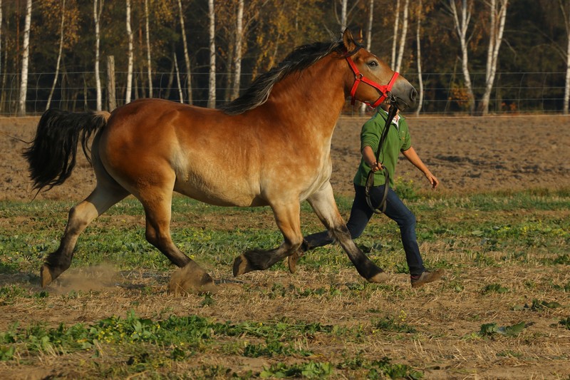 Obrazek główny