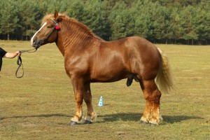 ARON (Framand - Ahugara po Gracjan), Rasa: z/sztum, Bonitacja: 82 pkt Wymiary: 162-240-27,5, Wynik próby: 9/10 pkt., Właściciel: Grzegorz Wiszowaty, 662 860 542