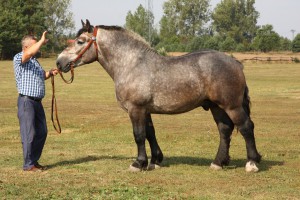BAF (Grom - Barka po Sondaż), Bonitacja: 83 pkt., Wymiary: 161-220-27, Wynik próby: 6/10 pkt., Właściciel: Henryk Strzelecki, 501 734 335