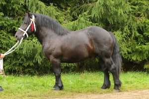 BARWNY (Umik - Beka po Tulipan), Bonitacja: 80 pkt, Wymiary: 155-220-26, Wynik próby: 10/10 pkt., Właściciel: Mikołaj Wawrzeniuk. 668 441 368