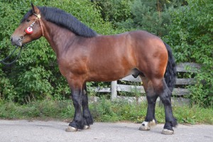 BOSMAN (Saper - Botalda po Aldo Van Het Akkerke), Bonitacja: 82 pkt., Wymiary: 165-230-26 Wynik próby: 22/25 pkt, Właściciel: Sylwester Chrzanowski, 508 184 679