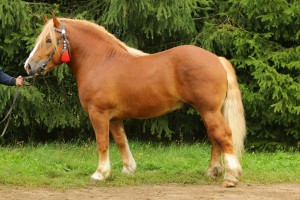 CAŁUS (Roki - Całuska po Weron), Bonitacja: 82 pkt, Wymiary: 158-220-26, Wynik próby: 9/10  Właściciel: Zdzisław Ciborowski, 697 528 904