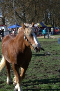 DSC_0166-581c9e56aa256