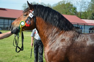 DSC_0220 _Copy_