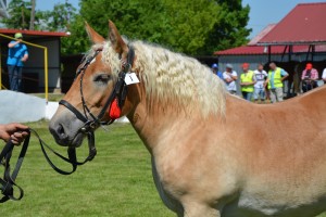 DSC_0385 _Copy_