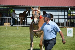 DSC_0436 _Copy_