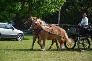 DSC_0442 _Copy_