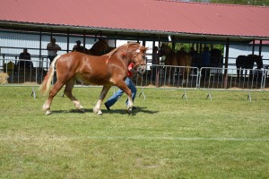 DSC_0698 _Copy_