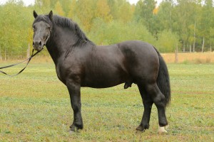 ERYKSON (Roki - Eureka po Blondyn), Bonitacja: 80 pkt, Wymiary: 157-215-26, Wynik próby: 9/10 pkt., Właściciel: Piotr Wasiluk, 607 274 387