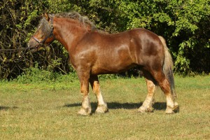 FRANT (Cyprys - Fortuna po Elgon), Bonitacja: 82 pkt., Wymiary: 163-225-27, Wynik próby: 23/25 pkt, Właściciel: Robert Rożko, 504 093 336