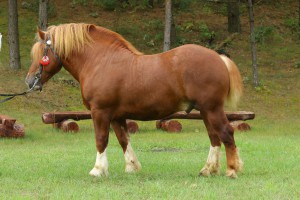 FREZER (Bonar - Frotka po Erun), Bonitacja: 84 pkt, Wymiary: 157-225-26, Wynik próby: 8/10  Właściciel: Janusz Zachariasz, 508 718 890