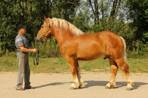 GALEON (Taflon - Grzywa po Amor), Bonitacja: 81 pkt, Wymiary: 155-210-25,5, Wynik próby: 8/10 pkt., Właściciel: Andrzej Osakowicz, 609 610 918