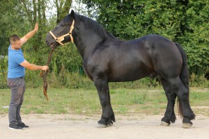 GRZMOT (Elos - Groza po Ikar), Bonitacja: 81 pkt., Wymiary: 165-215-27, Wynik próby: 25/25 pkt., Właściciel: Jerzy Giedrojć, 505 989 408