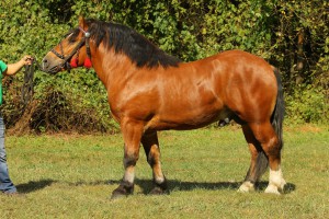 HIRAM (Bukareszt - Hirma po Gibon), Bonitacja: 79 pkt., Wymiary: 156-220-25, Wynik próby: 10/10 pkt, Właściciel: Tadeusz Borek, 797 413 114