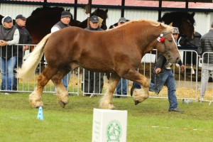IMG_0122-5d9eeb62a5e9b