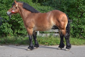  

LOGAN (Saper - Libia po Boltram), Bonitacja: 81 pkt., Wymiary: 158-220-26, Wynik próby: 21/25 pkt, Właściciel: Sylwester Chrzanowski, 508 184 679