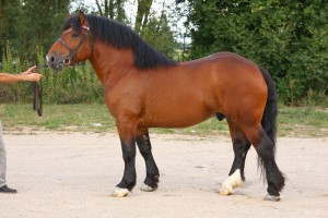 MOREN (Rutek - Mona po Szaman), Bonitacja: 80 pkt., Wymiary: 159-215-27, Wynik próby: 7/10 pkt, Właściciel: Marcin Radziszewski, 514 490 362