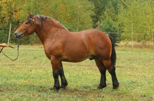 ODYSEUSZ (Brutus - Odessa po Groklin), Bonitacja: 83 pkt, Wymiary: 158-220-26,5, Wynik próby: 20/25 pkt., Właściciel: Bazyli Sawczuk, 608 640 896