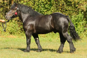 PIONIER (Poker - Palemka po Piker), Bonitacja: 80 pkt, Wymiary: 160-210-25,5, Wynik próby: 10/10 pkt., Właściciel: Jarosław Rogalski, 508 859 117