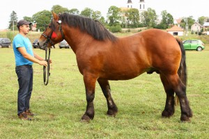 POPIK (Walter - Paca po Inkos), Bonitacja: 81 pkt, Wymiary: 158-230-26, Wynik próby: 9/10  Właściciel: Mieczysław Korenkiewicz, 87 516 43 11