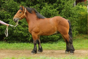 PORTER (Apollon De Mairy - Pedycja po Nestor Ter Massin), Bonitacja: 85 pkt, Wymiary: 163-220-27, Wynik próby: 21/25 pkt., Właściciel: Andrzej Ślepowroński, tel. 696 067 273