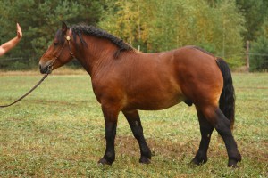 RUBENS (Brutus - Rufa po Groklin), Bonitacja: 84 pkt, Wymiary: 160-215-25,5, Wynik próby: 21/25 pkt., Właściciel: Bazyli Sawczuk, 608 640 896