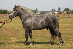 SAWER (Grom - Saliga po Igon), Bonitacja: 80 pkt., Wymiary: 161-220-26,5, Wynik próby: 7/10 pkt., Właściciel: Henryk Strzelecki, 501 734 335