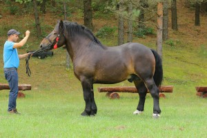 SMYK (Bonar - Santa po Format), Bonitacja: 79 pkt, Wymiary: 158-225-26, Wynik próby: 10/10  Właściciel: Robert Korenkiewicz, 504 423 931