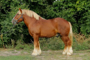 SONER (Fason - Sonia De Maucourt po Jumbo De Maucourt), Bonitacja: 82 pkt., Wymiary: 168-230-28, Wynik próby: 10/10 pkt, Właściciel: Stanisław Wójcicki, 606 366 514