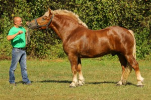 URLIŚ (Bukan - Ukta po Bajer), Bonitacja: 82 pkt, Wymiary: 159-220-25,5, Wynik próby: 9/10  Właściciel: Zbigniew Słowikowski, 510 372 292