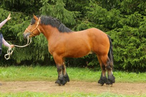 WAMOS (Apollon De Mairy - Wiolette po Expo De Feulen), Bonitacja: 85 pkt, Wymiary: 163-217-29, Wynik próby: 23/25 pkt., Właściciel: Andrzej Ślepowroński, tel. 696 067 273